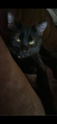 Lost Female Cat last seen East spring valley rd, Hewitt, TX 76643