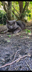 Lost Male Cat last seen Cherryhill rd Port St Lucie Fl, Port St. Lucie, FL 34953