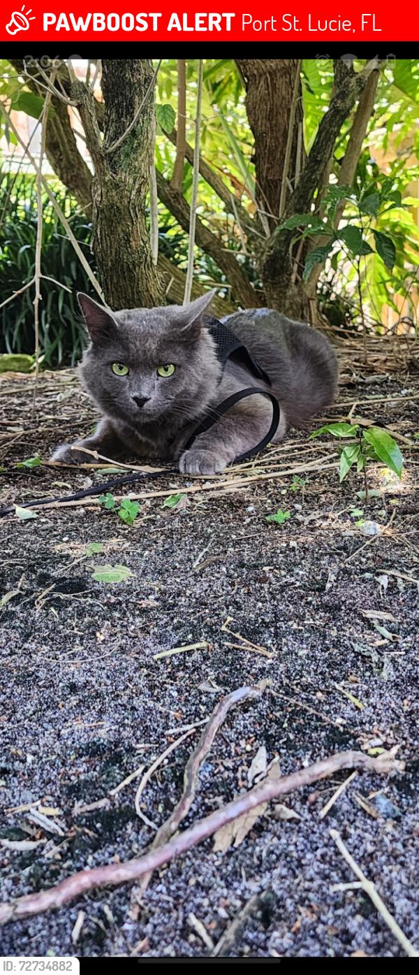 Lost Male Cat last seen Cherryhill rd Port St Lucie Fl, Port St. Lucie, FL 34953