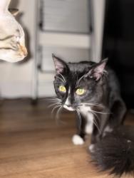 Lost Unknown Cat last seen Bellis fair mall, Bellingham, WA 98226