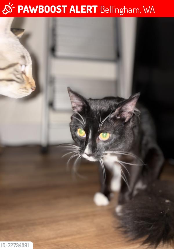 Lost Unknown Cat last seen Bellis fair mall, Bellingham, WA 98226