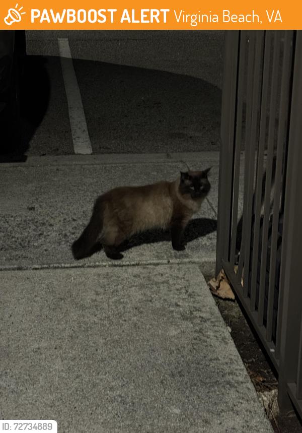 Found/Stray Unknown Cat last seen Travertine and Luna - Cambria apmts , Virginia Beach, VA 23462