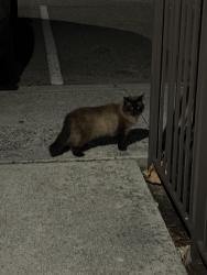 Found/Stray Unknown Cat last seen Travertine and Luna - Cambria apmts , Virginia Beach, VA 23462