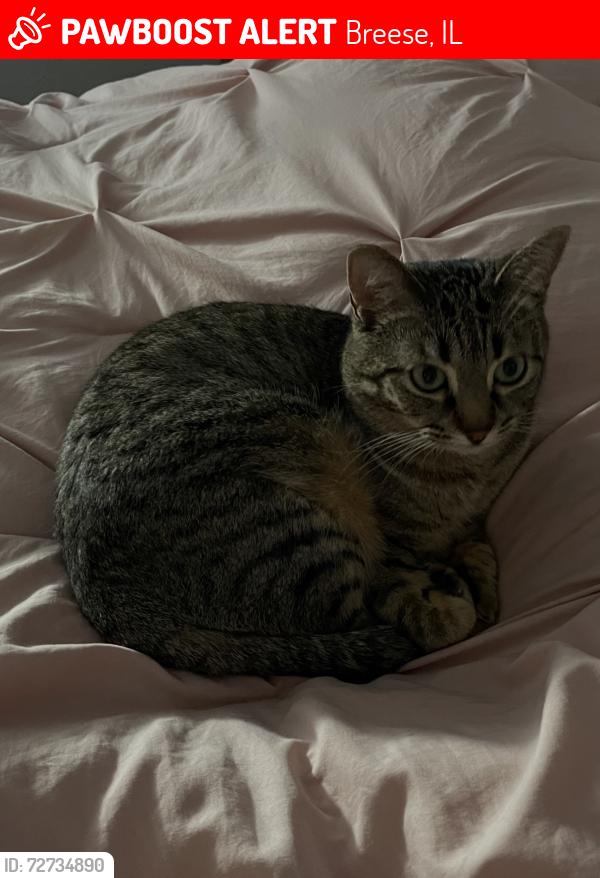 Lost Female Cat last seen Breese Il near Holy cross Lane , Breese, IL 62230
