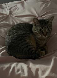 Lost Female Cat last seen Breese Il near Holy cross Lane , Breese, IL 62230