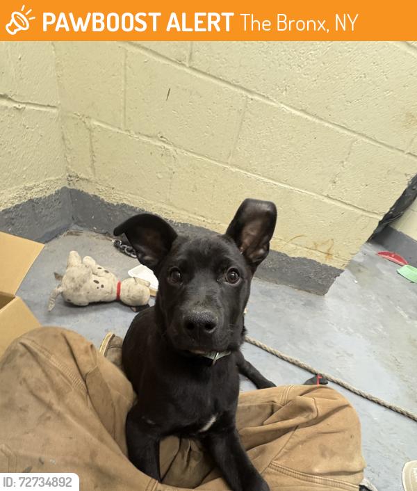 Found/Stray Male Dog last seen Eastchester Dyre avenue, The Bronx, NY 10475