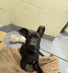 Found/Stray Male Dog last seen Eastchester Dyre avenue, The Bronx, NY 10475