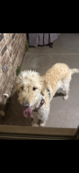 Found/Stray Female Dog last seen Nick & Prather, Amarillo, TX 79119