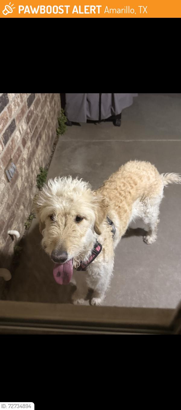 Found/Stray Female Dog last seen Nick & Prather, Amarillo, TX 79119