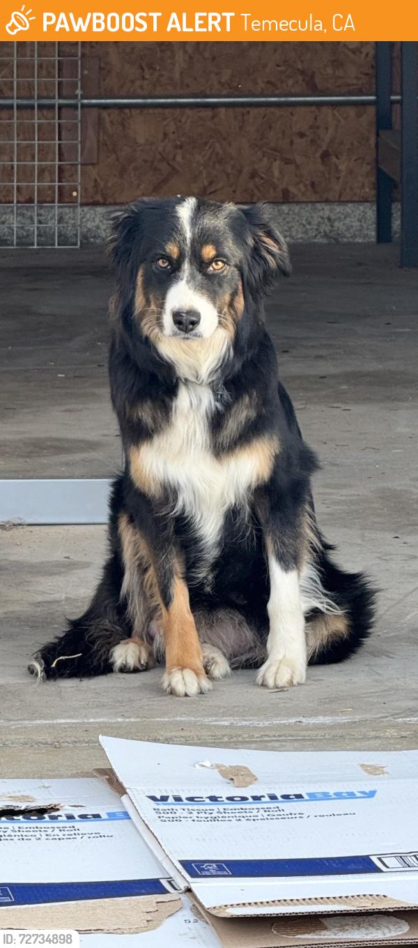 Found/Stray Unknown Dog last seen Rancho vista and Mira Lima drive , Temecula, CA 92592