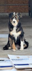 Found/Stray Unknown Dog last seen Rancho vista and Mira Lima drive , Temecula, CA 92592