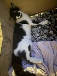 Found/Stray Unknown Cat last seen Park avenue , Revere, MA 02151