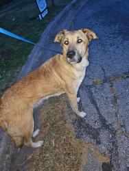 Found/Stray Female Dog last seen 131st and elm broken arrow, Broken Arrow, OK 74011