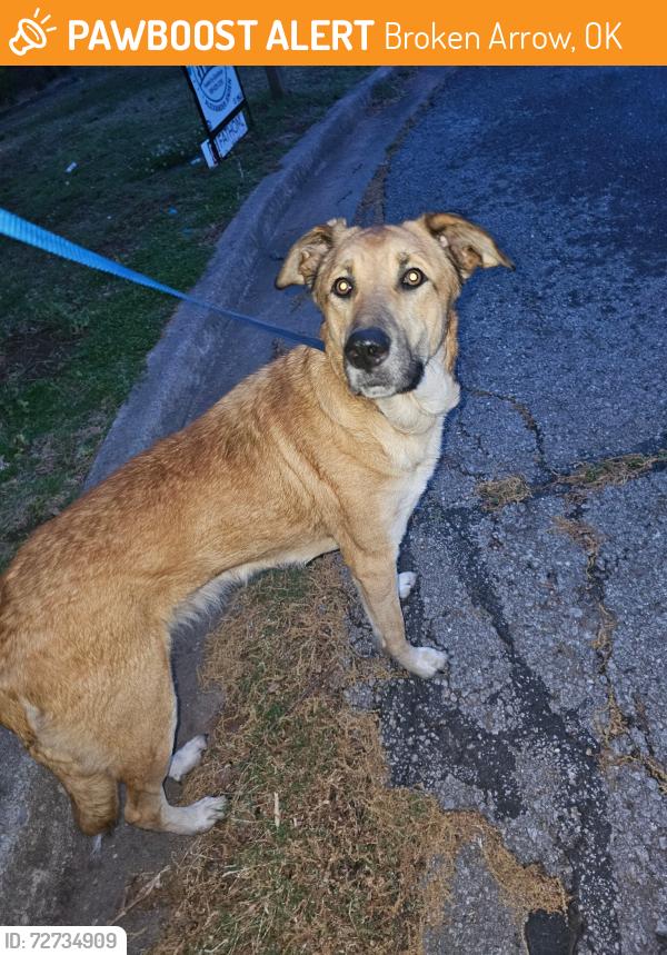 Found/Stray Female Dog last seen 131st and elm broken arrow, Broken Arrow, OK 74011