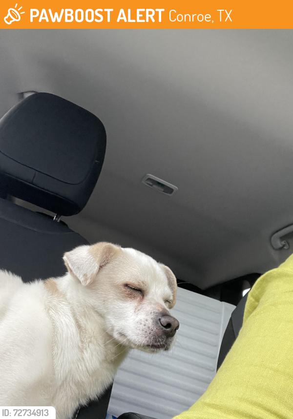Found/Stray Male Dog last seen On 1960, Conroe, TX 77301