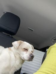 Found/Stray Male Dog last seen On 1960, Conroe, TX 77301