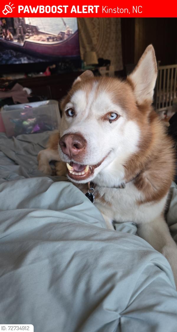 Lost Male Dog last seen Carey rd, Kinston, NC 28504