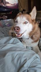Lost Male Dog last seen Carey rd, Kinston, NC 28504