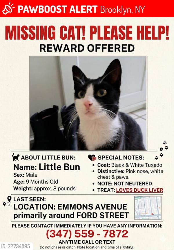 Lost Male Cat last seen Emmons Avenue & Ford Street, Brooklyn, NY 11235