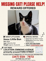 Lost Male Cat last seen Emmons Avenue & Ford Street, Brooklyn, NY 11235