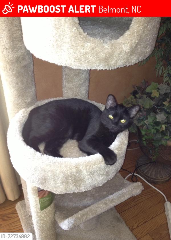 Lost Female Cat last seen Del Webb Subdivision in Belmont, NC - Pebble Shore Ln. and Shoals Ave. , Belmont, NC 28012