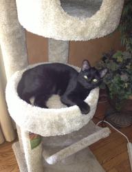 Lost Female Cat last seen Del Webb Subdivision in Belmont, NC - Pebble Shore Ln. and Shoals Ave. , Belmont, NC 28012