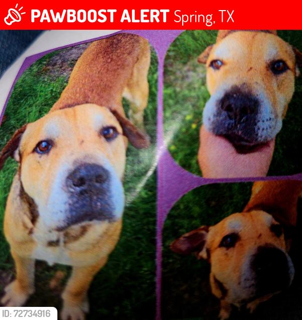 Lost Male Dog last seen Old town spring, Spring, TX 77373