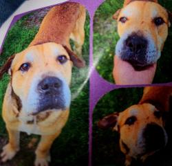Lost Male Dog last seen Old town spring, Spring, TX 77373