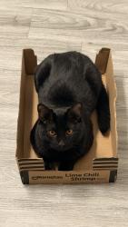 Lost Male Cat last seen Vaquero apts and backstreet gym , El Paso, TX 79912