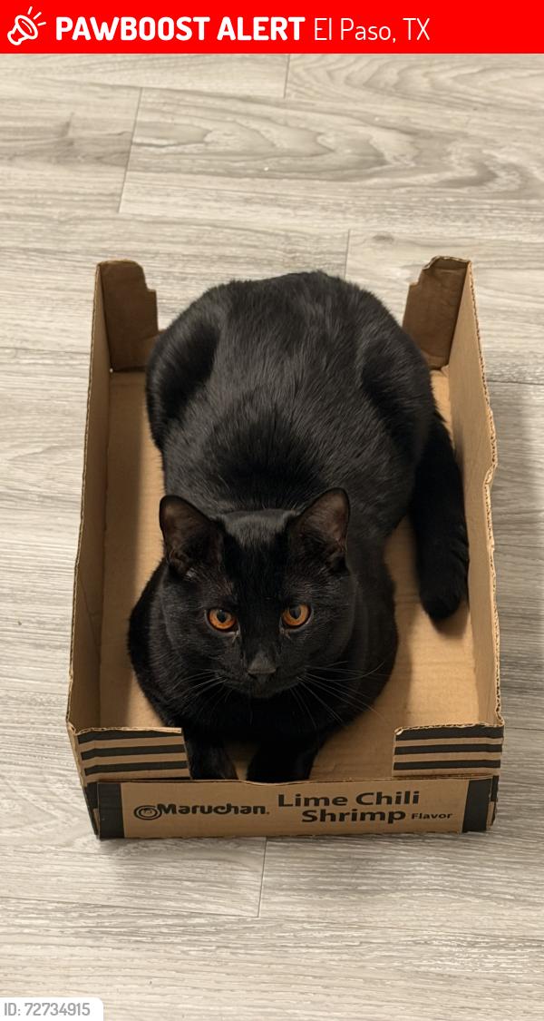 Lost Male Cat last seen Vaquero apts and backstreet gym , El Paso, TX 79912