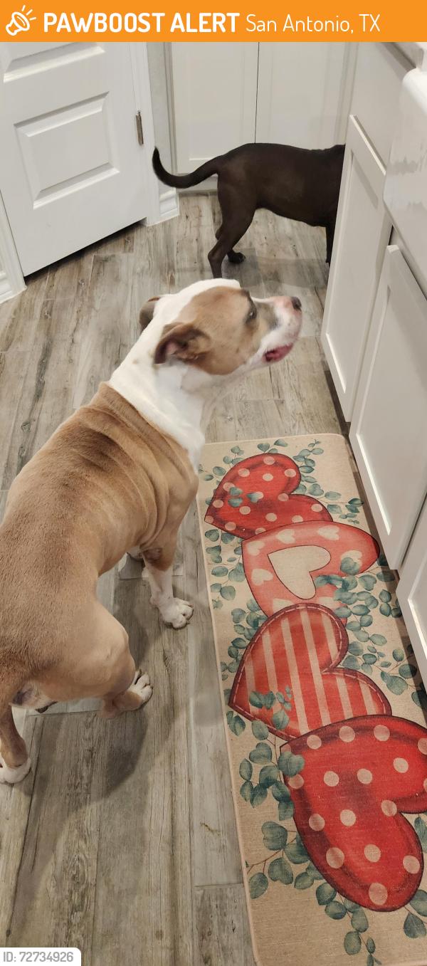 Found/Stray Male Dog last seen Government Canyon, San Antonio, TX 78254