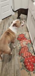 Found/Stray Male Dog last seen Government Canyon, San Antonio, TX 78254
