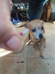 Lost Male Dog last seen El mirage dry lake camp ground, San Bernardino County, CA 92301