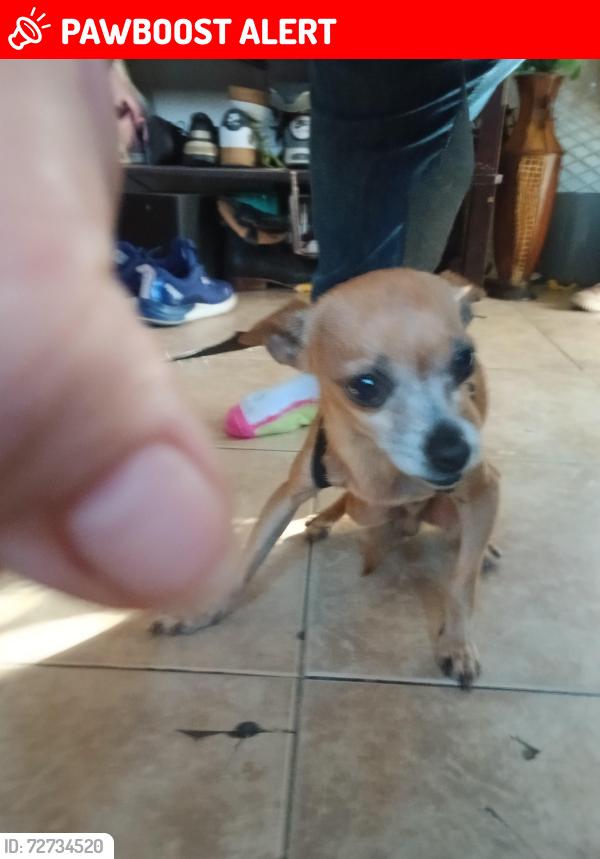 Lost Male Dog last seen El mirage dry lake camp ground, San Bernardino County, CA 92301