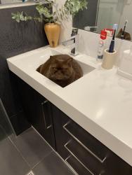 Lost Male Cat last seen Near Hipwood Street Norman Park, Norman Park, QLD 4170