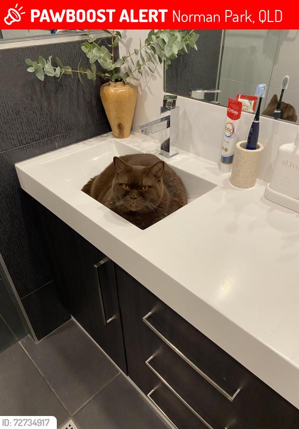Lost Male Cat last seen Near Hipwood Street Norman Park, Norman Park, QLD 4170