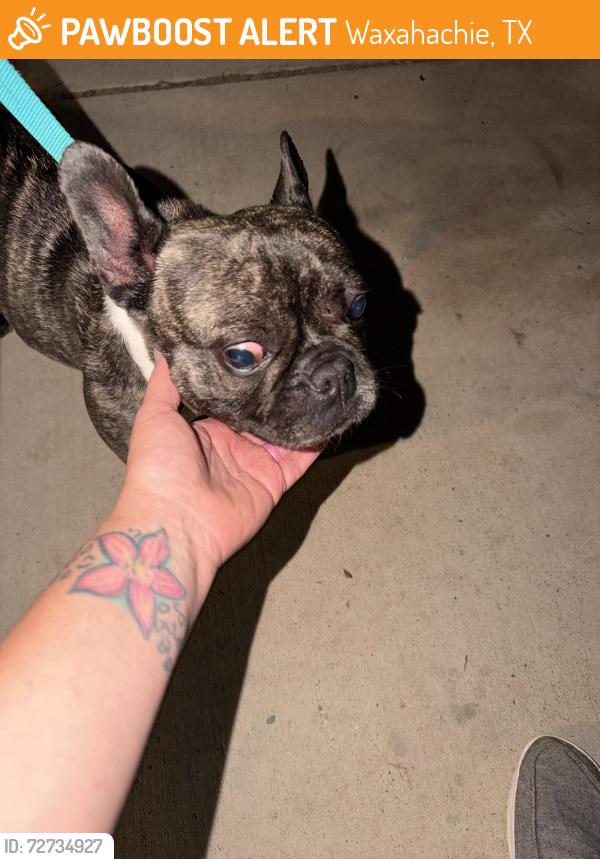 Found/Stray Unknown Dog last seen Simpson elementary , Waxahachie, TX 75165