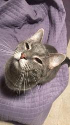Lost Male Cat last seen Chateau St and Shoally Rd, Boiling Springs, SC, Boiling Springs, SC 29316