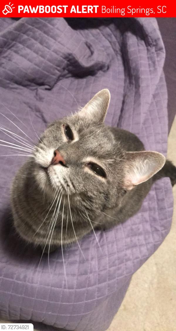 Lost Male Cat last seen Chateau St and Shoally Rd, Boiling Springs, SC, Boiling Springs, SC 29316