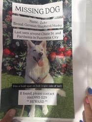 Found/Stray Male Dog last seen Chase street panorama city, Los Angeles, CA 91402
