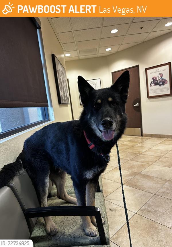 Found/Stray Male Dog last seen N Decatur Blvd and W Craig Rd, Las Vegas, NV 89130