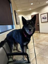 Found/Stray Male Dog last seen N Decatur Blvd and W Craig Rd, Las Vegas, NV 89130