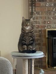 Lost Female Cat last seen Charlais neighborhood, Beaverton, OR 97006