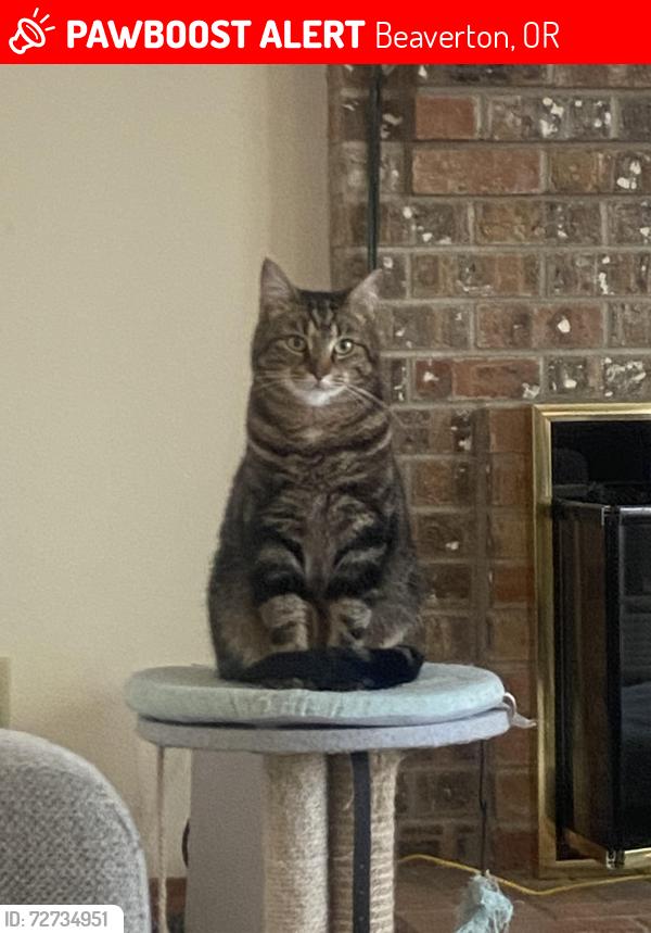 Lost Female Cat last seen Charlais neighborhood, Beaverton, OR 97006
