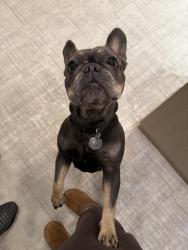 Found/Stray Female Dog last seen Callabridge Ct, Charlotte, Charlotte, NC 28216