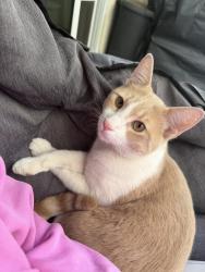 Lost Male Cat last seen Recker and Warner Gilbert AZ, Gilbert, AZ 85296