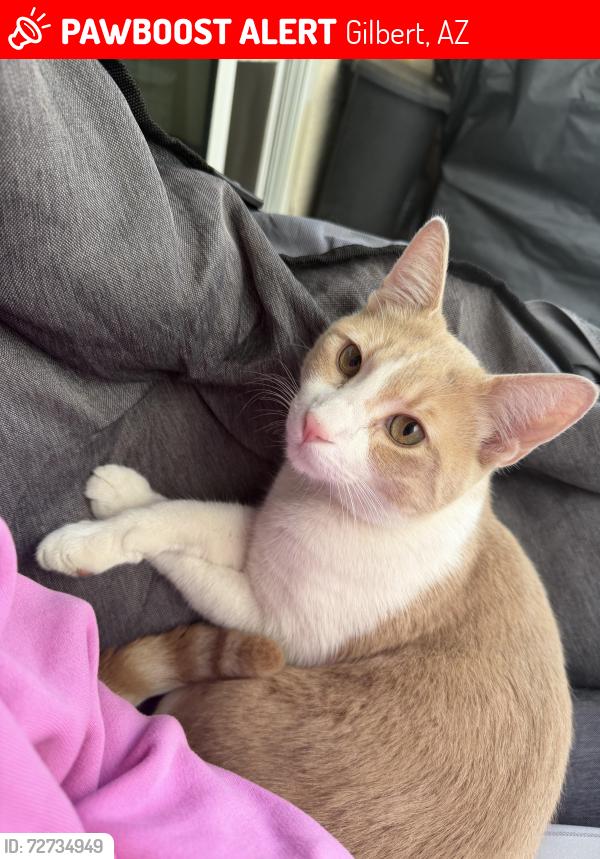 Lost Male Cat last seen Recker and Warner Gilbert AZ, Gilbert, AZ 85296