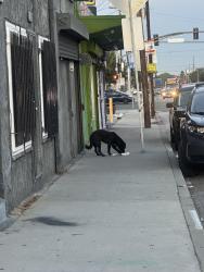 Found/Stray Unknown Dog last seen Near w century blvd, Los Angeles, CA 90044