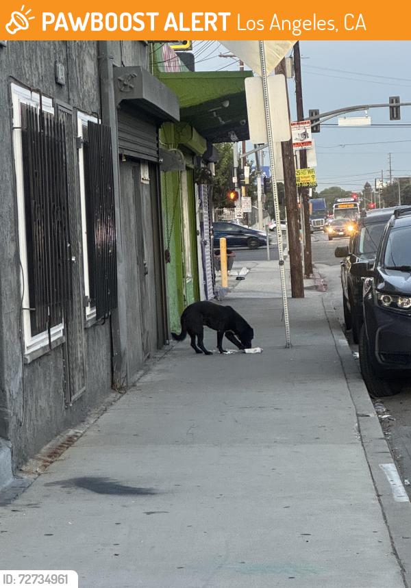 Found/Stray Unknown Dog last seen Near w century blvd, Los Angeles, CA 90044