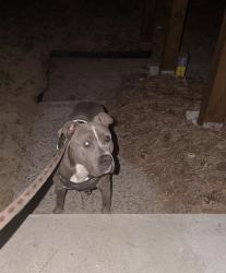 Found/Stray Male Dog last seen Hillside Rd, Smyrna, GA 30080